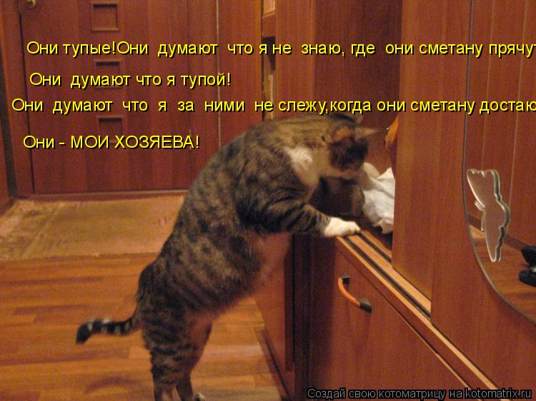 Они тупые!Они думают что я не знаю, где они сметану прячут! Они думают что я тупой! Они думают ... Котоматрица: Они тупые!Они думают что я не знаю, где они сметану прячут! Они думают что я тупой! Они думают что я за ними не слежу,когда они сметану д