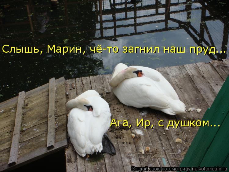 Слышь, Марин, чё-то загнил наш пруд... Ага, Ир, с душком...... Котоматрица: Слышь, Марин, чё-то загнил наш пруд... Ага, Ир, с душком...