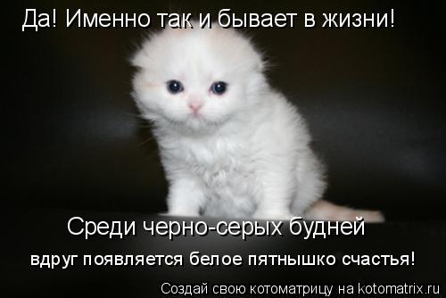 Да! Именно так и бывает в жизни! Среди черно-серых будней вдруг появляется белое пятнышко счастья!... Котоматрица: Да! Именно так и бывает в жизни! Среди черно-серых будней вдруг появляется белое пятнышко счастья!
