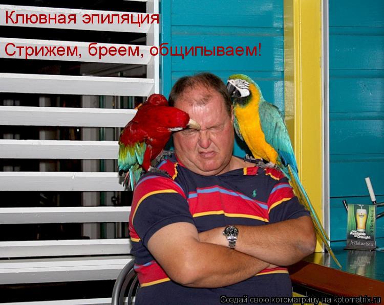 Котоматрица: Клювная эпиляция Стрижем, бреем, общипываем!