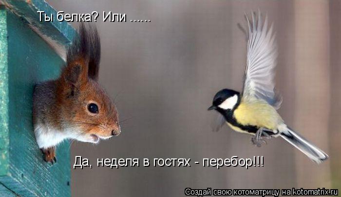 Ты белка? Или ...... Да, неделя в гостях - перебор!!!... Котоматрица: Ты белка? Или ...... Да, неделя в гостях - перебор!!!