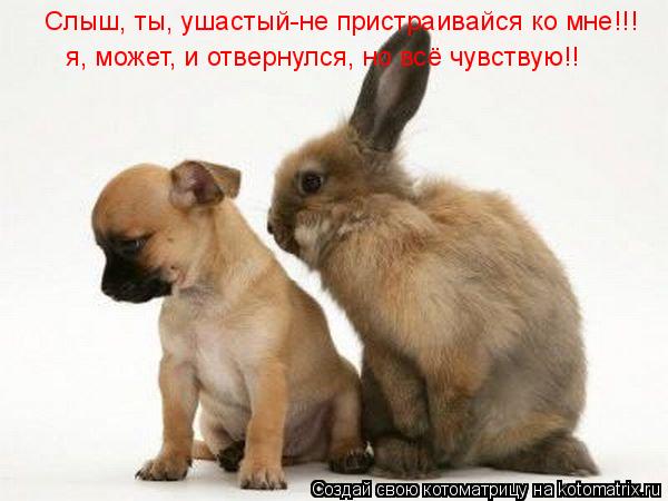 Котоматрица: Слыш, ты, ушастый-не пристраивайся ко мне!!! я, может, и отвернулся, но всё чувствую!!