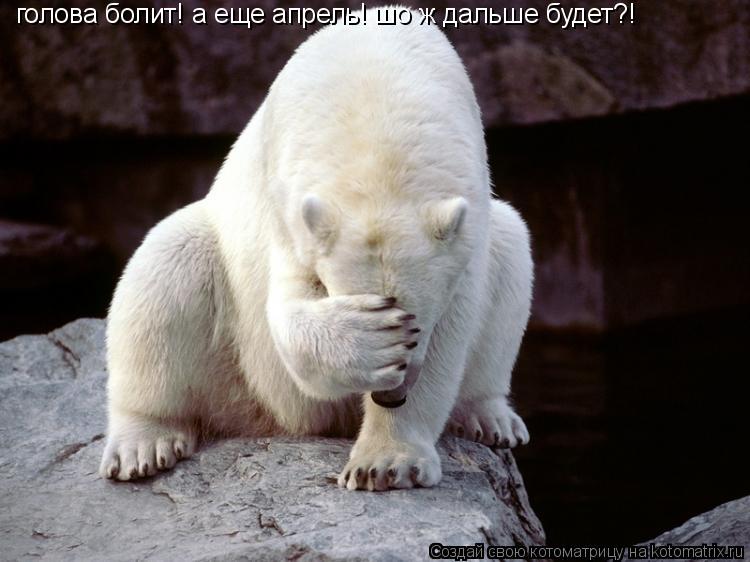 голова болит! а еще апрель! шо ж дальше будет?!... Котоматрица: голова болит! а еще апрель! шо ж дальше будет?!