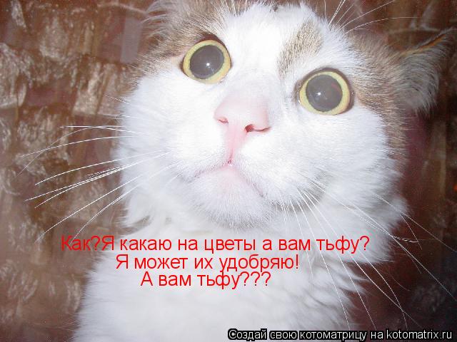Как?Я какаю на цветы а вам тьфу? Я может их удобряю! А вам тьфу???... Котоматрица: Как?Я какаю на цветы а вам тьфу? Я может их удобряю! А вам тьфу???