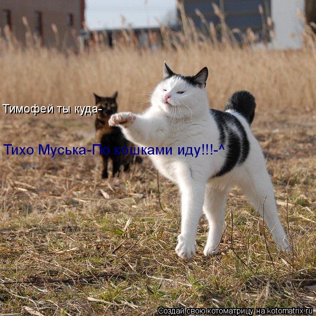 Тимофей ты куда- Тихо Муська-По кошками иду!!!-^... Котоматрица: Тимофей ты куда- Тихо Муська-По кошками иду!!!-^