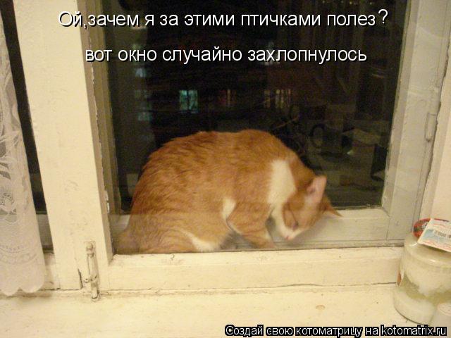 Котоматрица: Ой,зачем я за этими птичками полез ? вот окно случайно захлопнулось