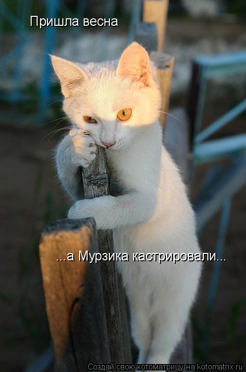 Пришла весна ...а Мурзика кастрировали...... Котоматрица: Пришла весна ...а Мурзика кастрировали...