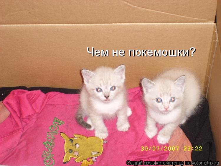 Чем не покемошки?... Котоматрица: Чем не покемошки?