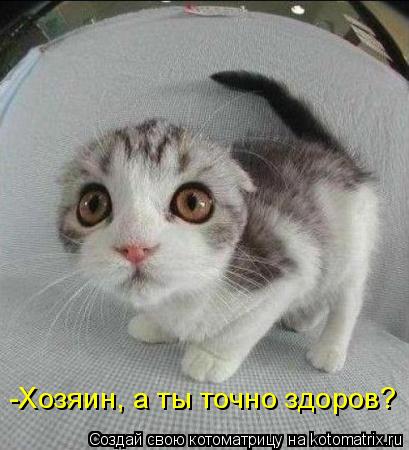 -Хозяин, а ты точно здоров?... Котоматрица: -Хозяин, а ты точно здоров?