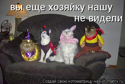 Котоматрица: вы еще хозяйку нашу  не видели