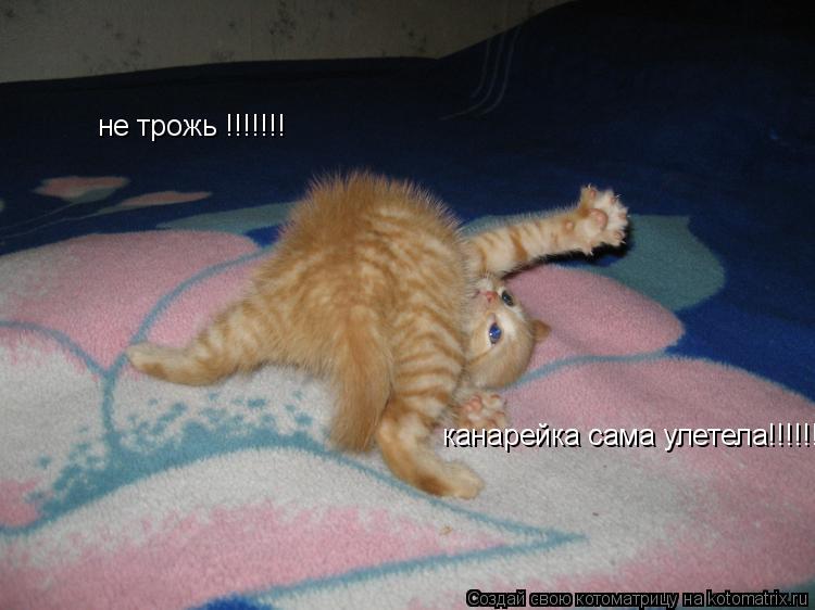 не трожь !!!!!!! канарейка сама улетела!!!!!!!!!... Котоматрица: не трожь !!!!!!! канарейка сама улетела!!!!!!!!!
