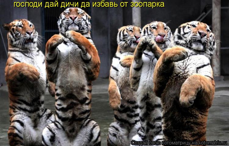 господи дай дичи да избавь от зоопарка... Котоматрица: господи дай дичи да избавь от зоопарка