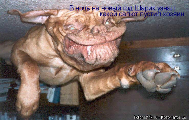 В ночь на новый год Шарик узнал какой салют пустил хозяин... Котоматрица: В ночь на новый год Шарик узнал какой салют пустил хозяин