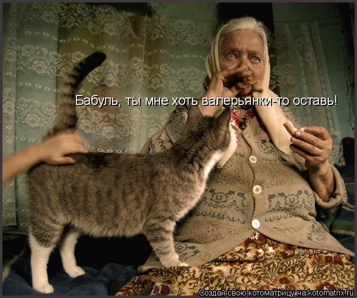 Бабуль, ты мне хоть валерьянки-то оставь!... Котоматрица: Бабуль, ты мне хоть валерьянки-то оставь!