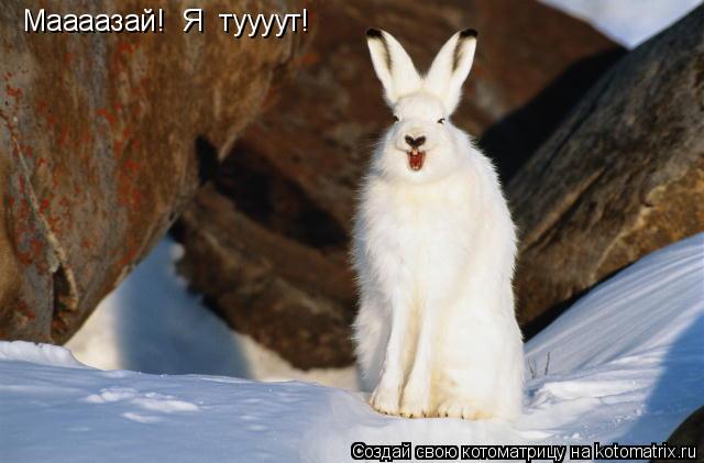 Маааазай! Я туууут!... Котоматрица: Маааазай! Я туууут!