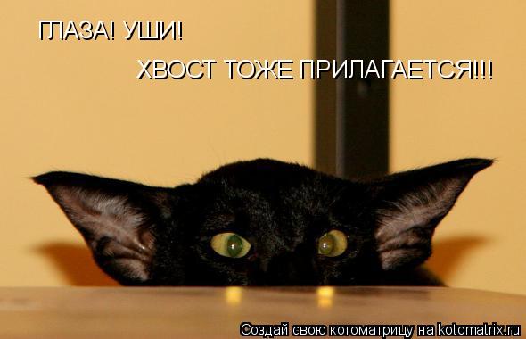 ГЛАЗА! УШИ! ХВОСТ ТОЖЕ ПРИЛАГАЕТСЯ!!!... Котоматрица: ГЛАЗА! УШИ! ХВОСТ ТОЖЕ ПРИЛАГАЕТСЯ!!!