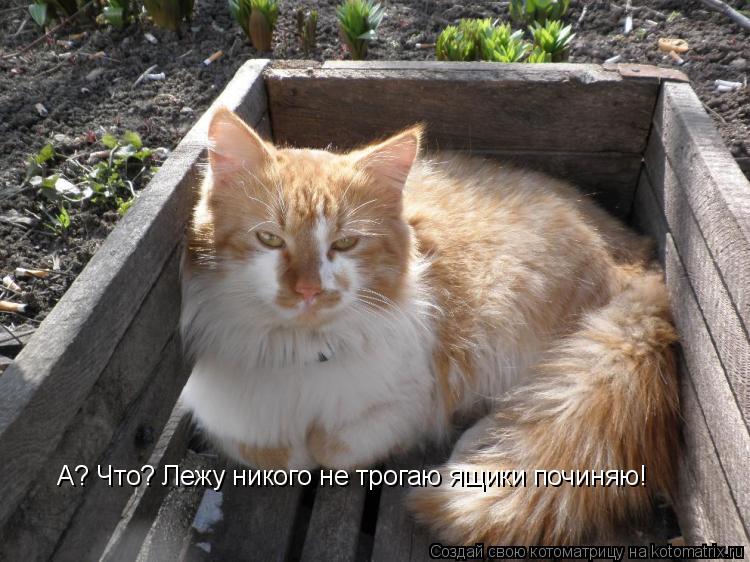 А? Что? Лежу никого не трогаю ящики починяю!... Котоматрица: А? Что? Лежу никого не трогаю ящики починяю!