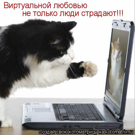 Виртуальной любовью не только люди страдают!!!... Котоматрица: Виртуальной любовью не только люди страдают!!!