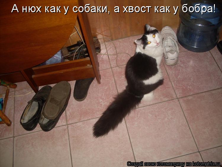 А нюх как у собаки, а хвост как у бобра!... Котоматрица: А нюх как у собаки, а хвост как у бобра!
