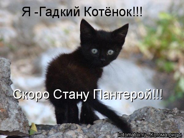 Я -Гадкий Котёнок!!! Скоро Стану Пантерой!!!... Котоматрица: Я -Гадкий Котёнок!!! Скоро Стану Пантерой!!!