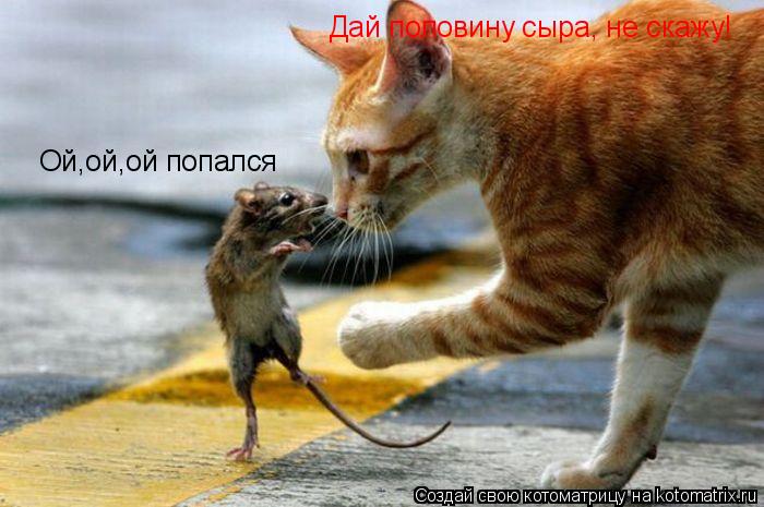 Ой,ой,ой попался Дай половину сыра, не скажу!... Котоматрица: Ой,ой,ой попался Дай половину сыра, не скажу!