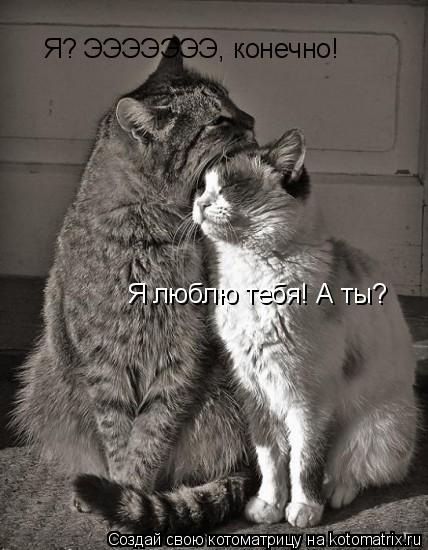 Я люблю тебя! А ты? Я? ЭЭЭЭЭЭЭ, конечно!... Котоматрица: Я люблю тебя! А ты? Я? ЭЭЭЭЭЭЭ, конечно!