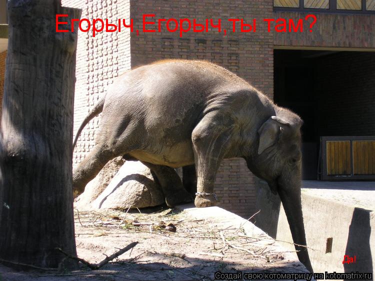 Егорыч,Егорыч,ты там? Да!... Котоматрица: Егорыч,Егорыч,ты там? Да!