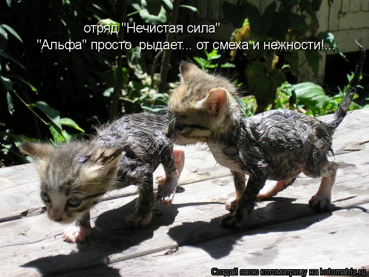 Котоматрица: отряд "Нечистая сила" "Альфа" просто  рыдает... от смеха и нежности!...