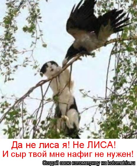 Да не лиса я! Не ЛИСА! И сыр твой мне нафиг не нужен!... Котоматрица: Да не лиса я! Не ЛИСА! И сыр твой мне нафиг не нужен!