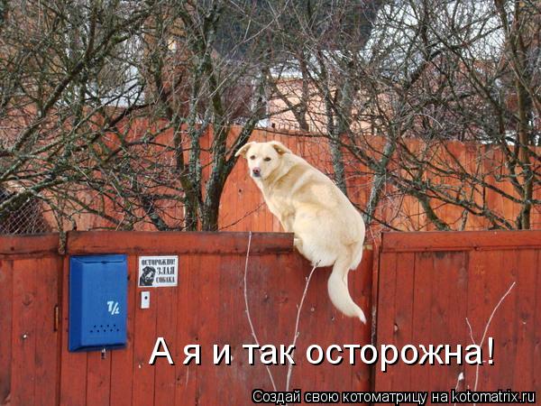А я и так осторожна!... Котоматрица: А я и так осторожна!