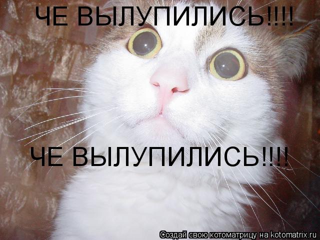 ЧЕ ВЫЛУПИЛИСЬ!!!! ЧЕ ВЫЛУПИЛИСЬ!!!!... Котоматрица: ЧЕ ВЫЛУПИЛИСЬ!!!! ЧЕ ВЫЛУПИЛИСЬ!!!!
