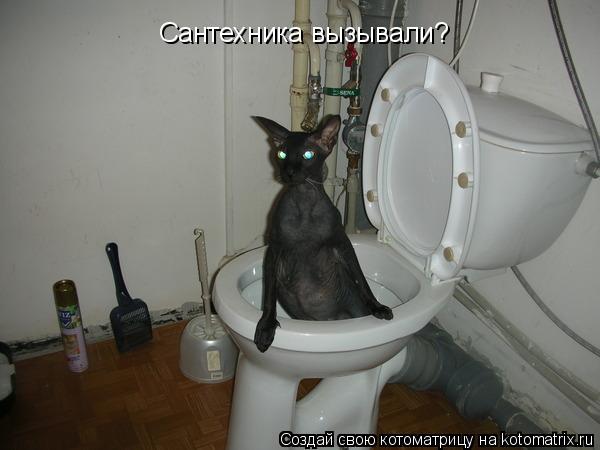 Котоматрица: Сантехника вызывали?