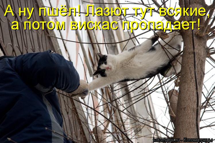 А ну пшёл! Лазют тут всякие, а потом вискас пропадает!... Котоматрица: А ну пшёл! Лазют тут всякие, а потом вискас пропадает!