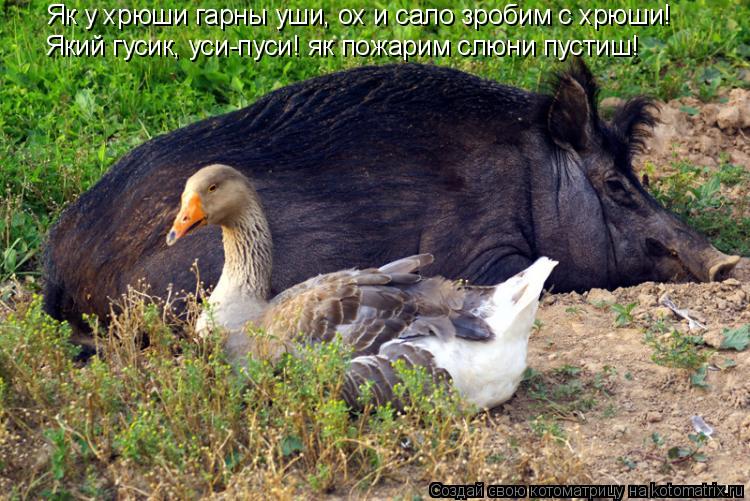 Котоматрица: Як у хрюши гарны уши, ох и сало зробим с хрюши! Який гусик, уси-пуси! як пожарим слюни пустиш!