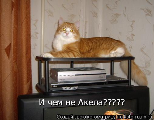 Котоматрица: И чем не Акела?????