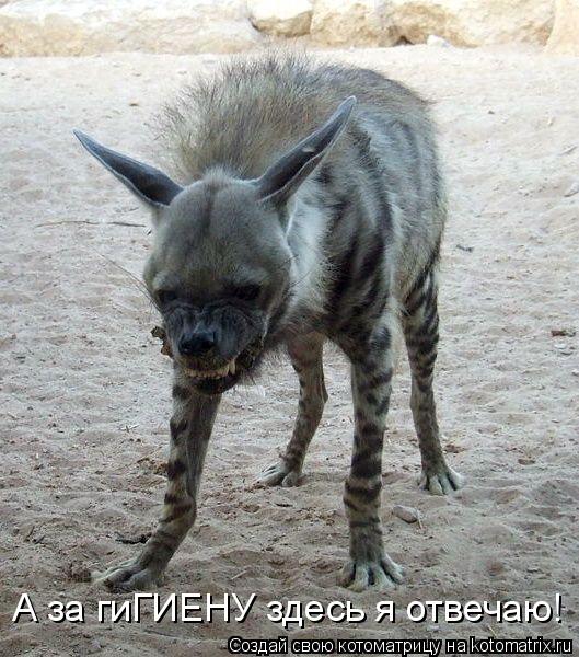 А за гиГИЕНУ здесь я отвечаю!... Котоматрица: А за гиГИЕНУ здесь я отвечаю!
