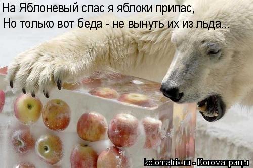 Котоматрица: Но только вот беда - не вынуть их из льда... На Яблоневый спас я яблоки припас,