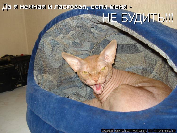Котоматрица: НЕ БУДИТЬ!!! Да я нежная и ласковая, если меня -