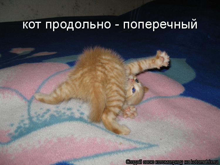 кот продольно - поперечный... Котоматрица: кот продольно - поперечный