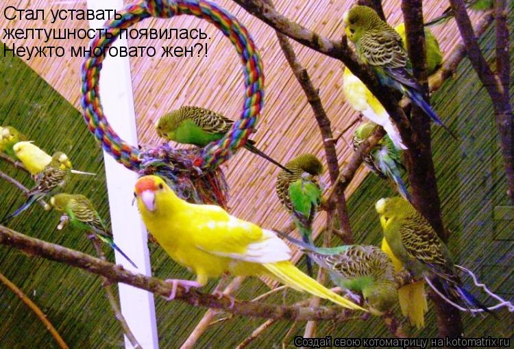 Котоматрица: Стал уставать,  желтушность появилась. Неужто многовато жен?!