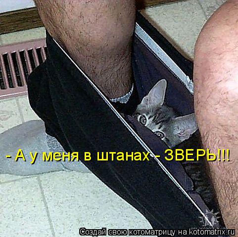 Котоматрица: - А у меня в штанах - ЗВЕРЬ!!!