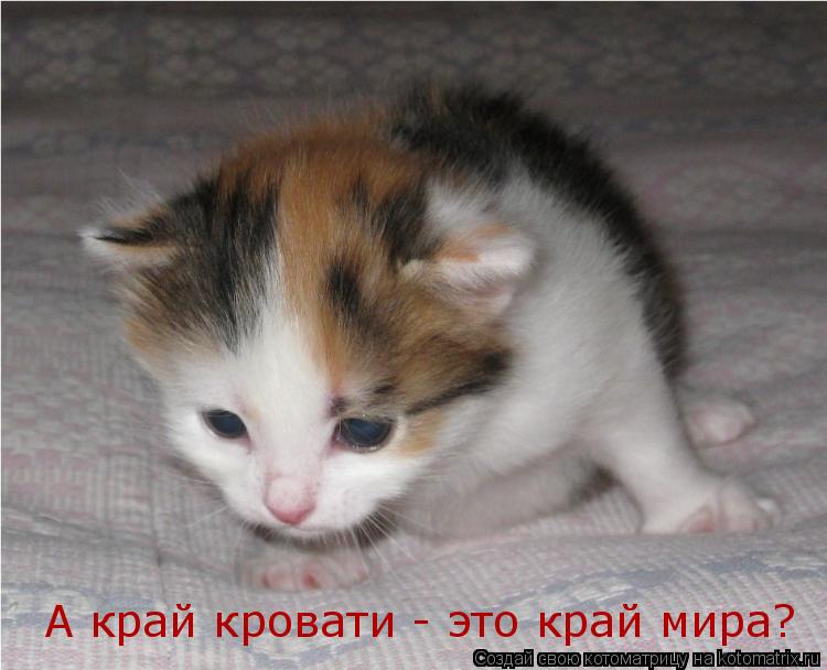 Котоматрица: А край кровати - это край мира?