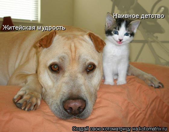 Котоматрица: Наивное детство Житейская мудрость