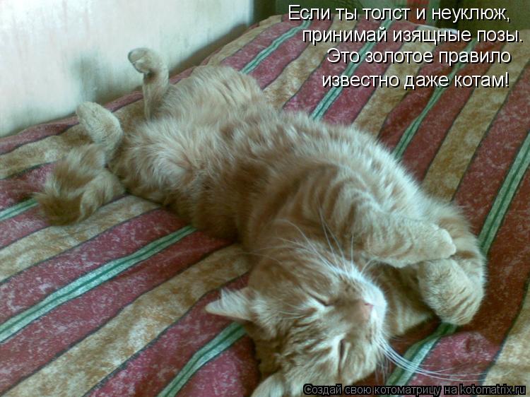 Котоматрица: Если ты толст и неуклюж, принимай изящные позы. Это золотое правило известно даже котам!