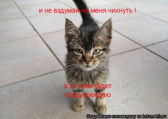 Котоматрица: и не вздумай на меня чихнуть ! а то хуже будет предупреждаю