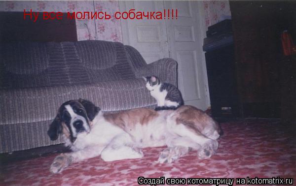 Котоматрица: Ну все молись собачка!!!!