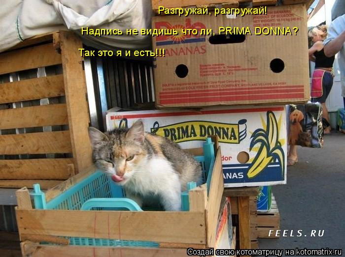 Котоматрица: Разгружай, разгружай! Надпись не видишь что ли, PRIMA DONNA? Так это я и есть!!!