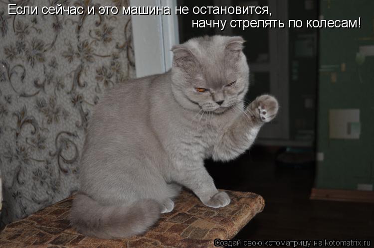 Котоматрица: Если сейчас и это машина не остановится,  начну стрелять по колесам!