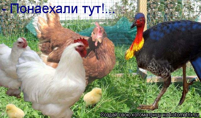 Котоматрица: - Понаехали тут!...