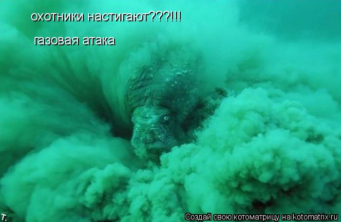 Котоматрица: охотники настигают???!!! газовая атака
